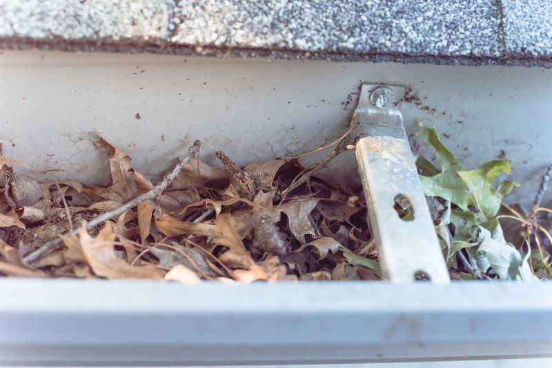 Accumulated Leaf Debris